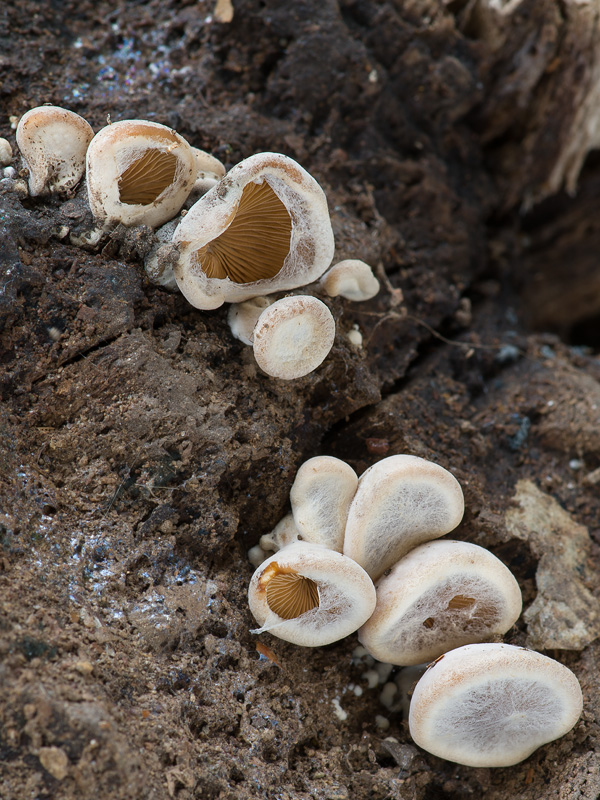 Tectella patellaris